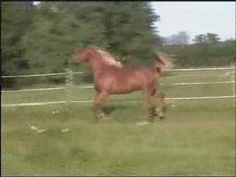 SAADY CK : étalon pur Sang Arabe égyptien