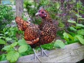 Chicken Tractor Plans for a Moveable Chicken Coop