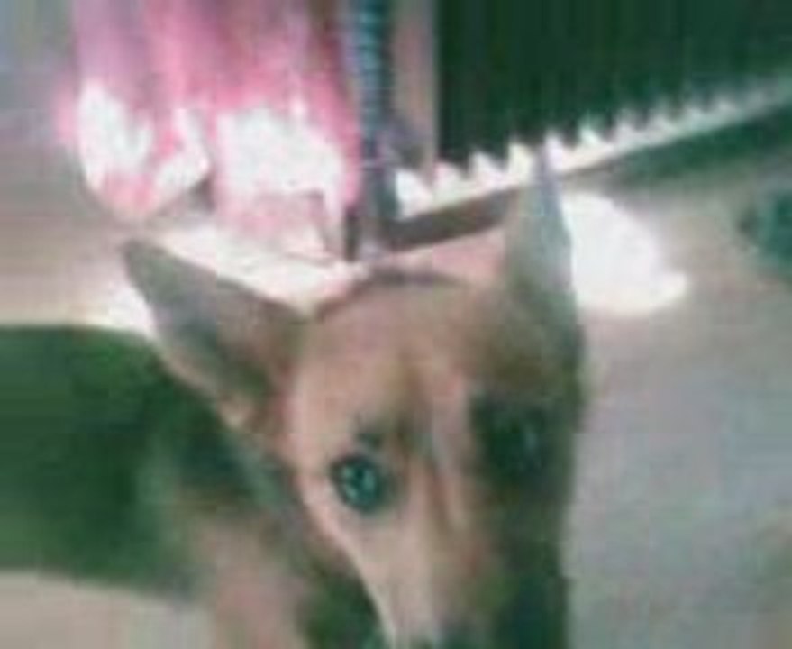 Sandy le bo chien