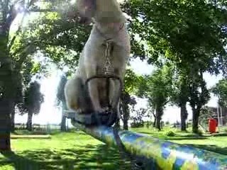 Dresaj canin Timisoara