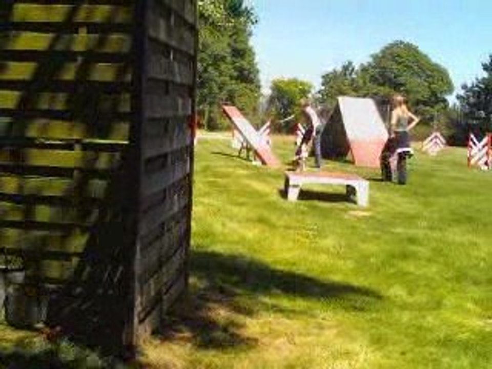 Entrainement agility Cavalier King Charles