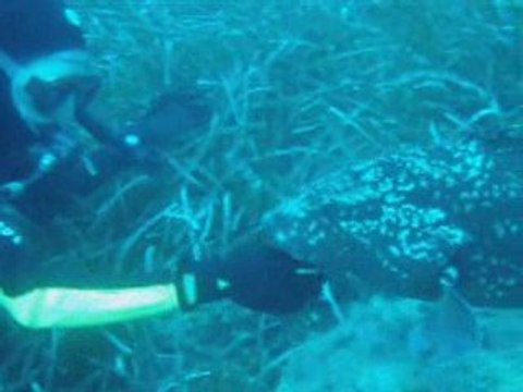 WE à l'Ile du Levant