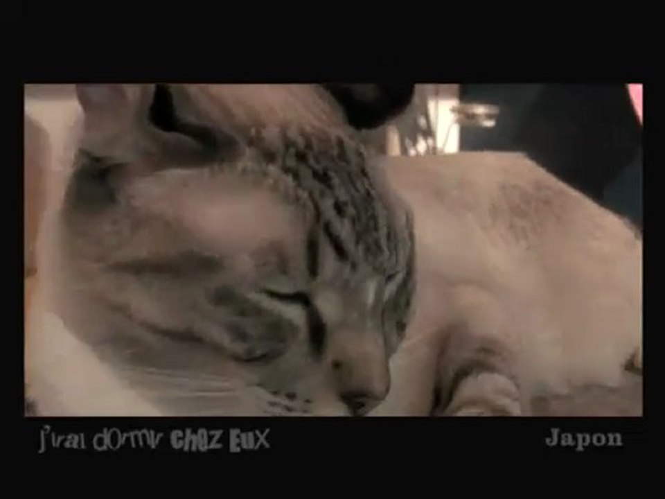 J'irai dormir chez eux - Japon - Tokyo 3