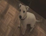 Lucy the Jack Russell Terrier