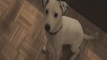 Lucy the Jack Russell Terrier