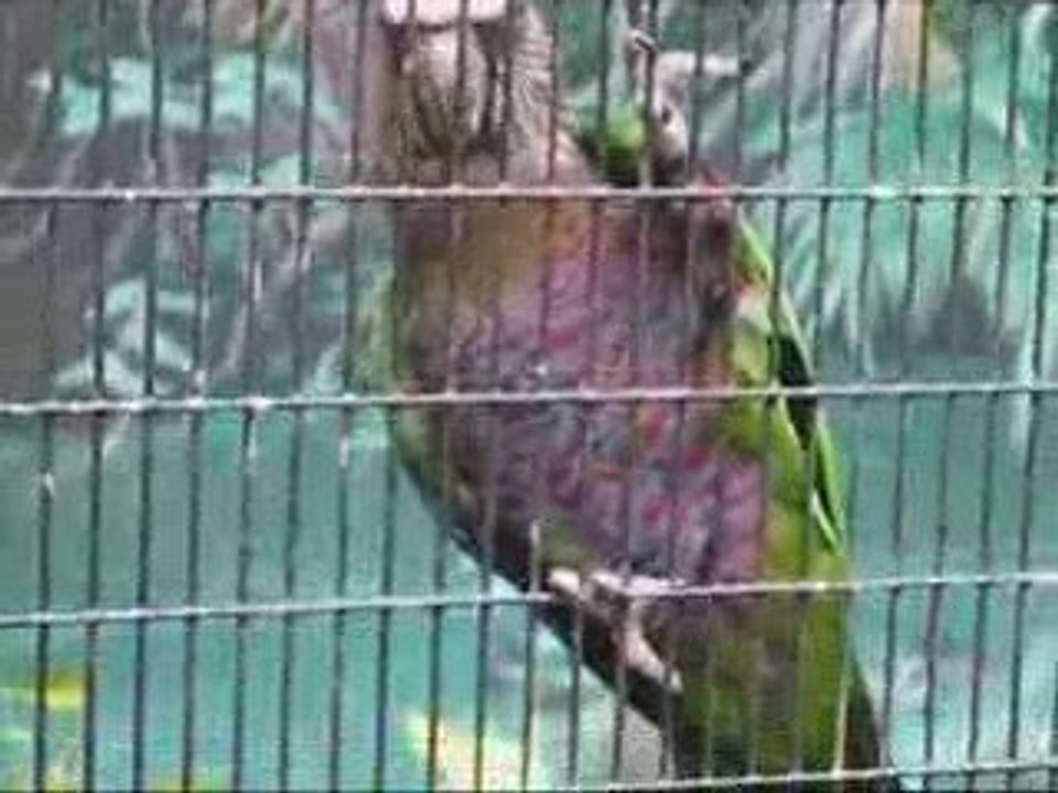 Parrots