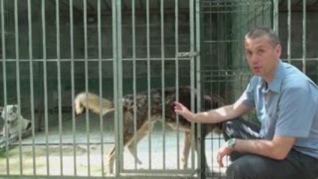 Norrland Husky, attelage de chiens de traineau de serge