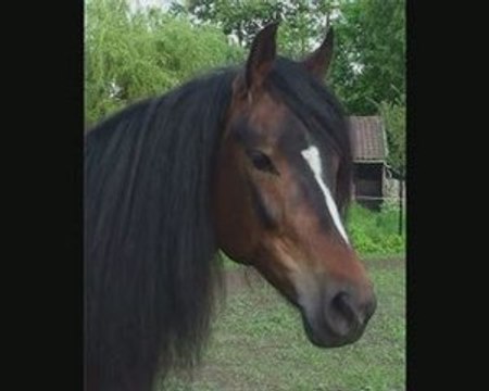 SHANA ag / VOA valley of angels