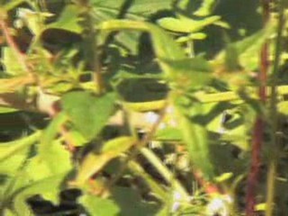 SFU's Community garden