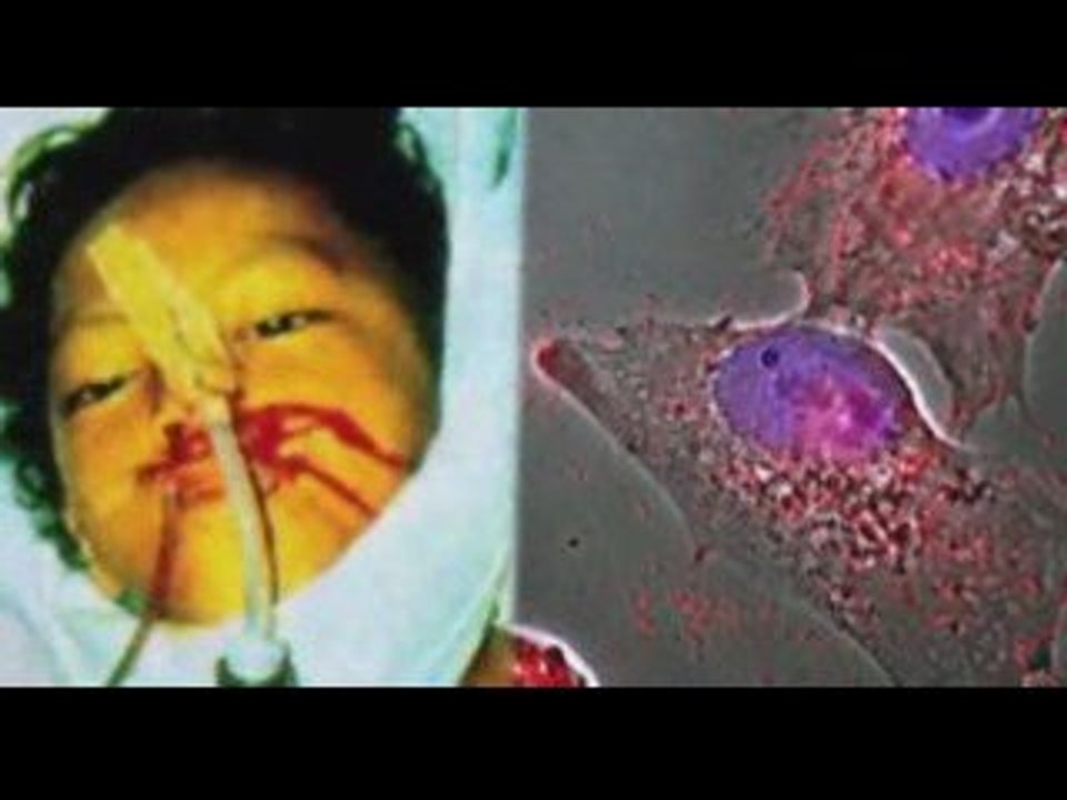 NWO Race Extermination