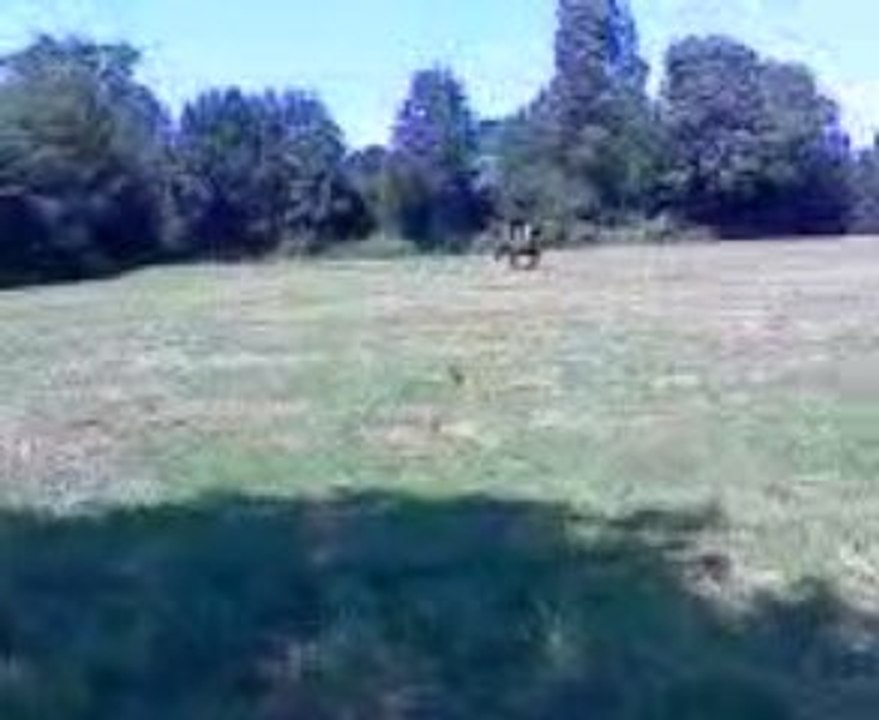 Paola galop dans le champ.