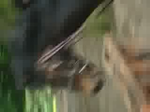 saut d'obstacle poney