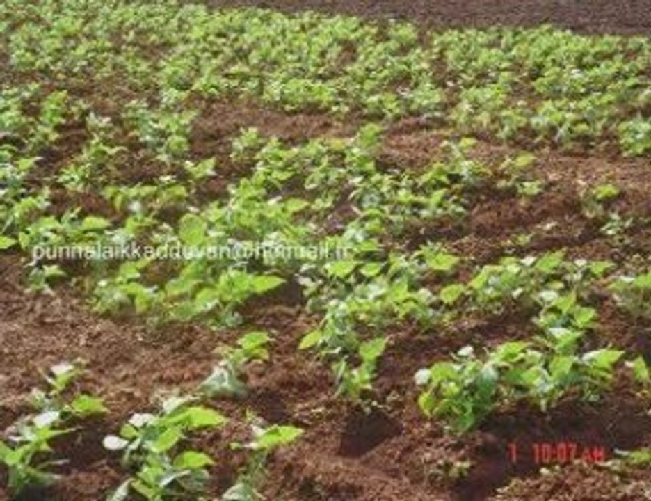 ஊரின் அழகான படங்கள் photos (punnalaikadduvan)