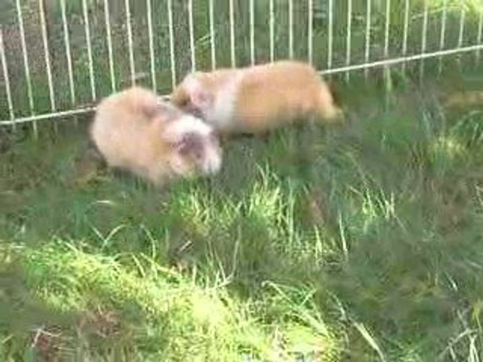 Vidéo chons