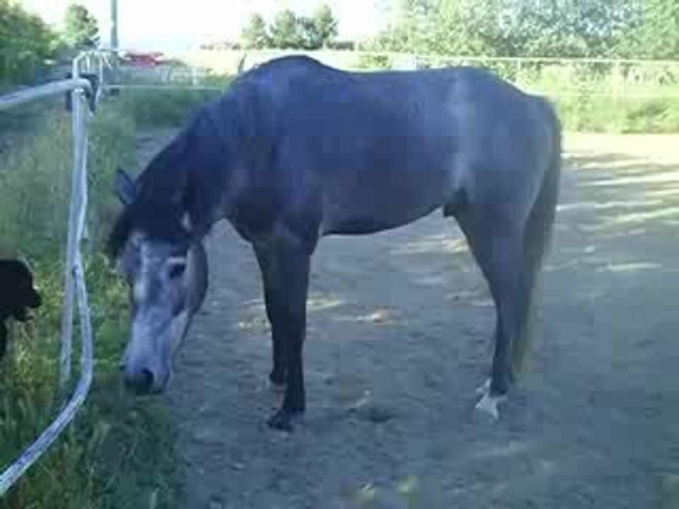 sybel