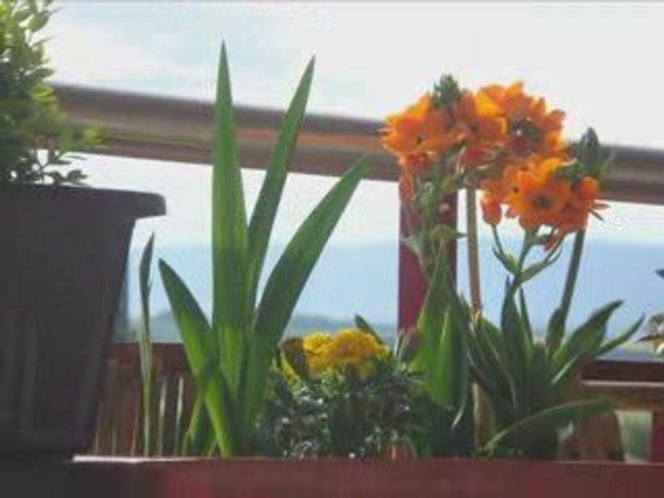 Balcon du printemps 09