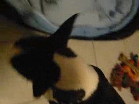 cat fight 1 punch bull terrier