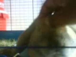 lapin bélier