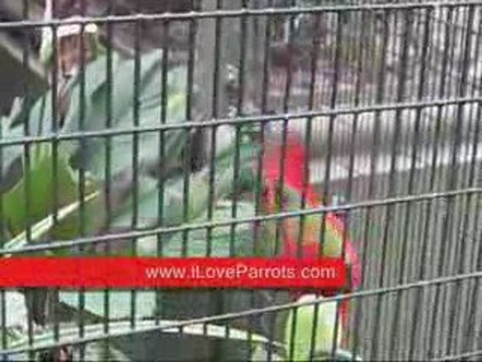 Parrots