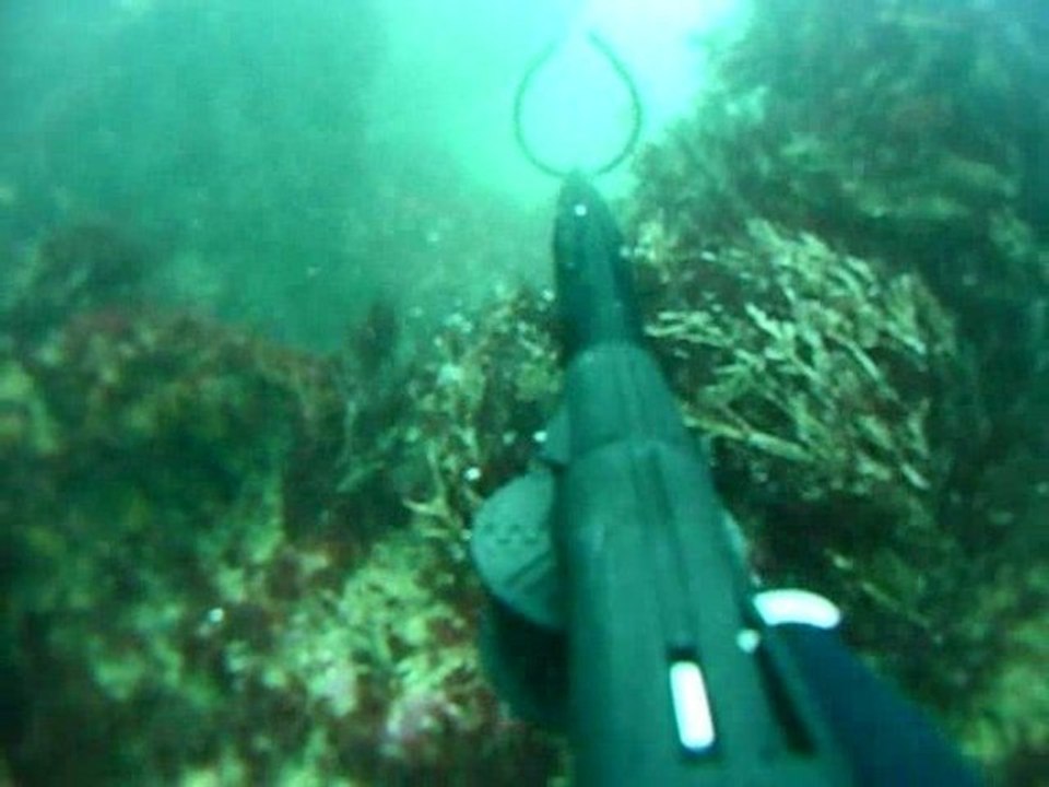 Chasse sous marine : Sar à Soulac