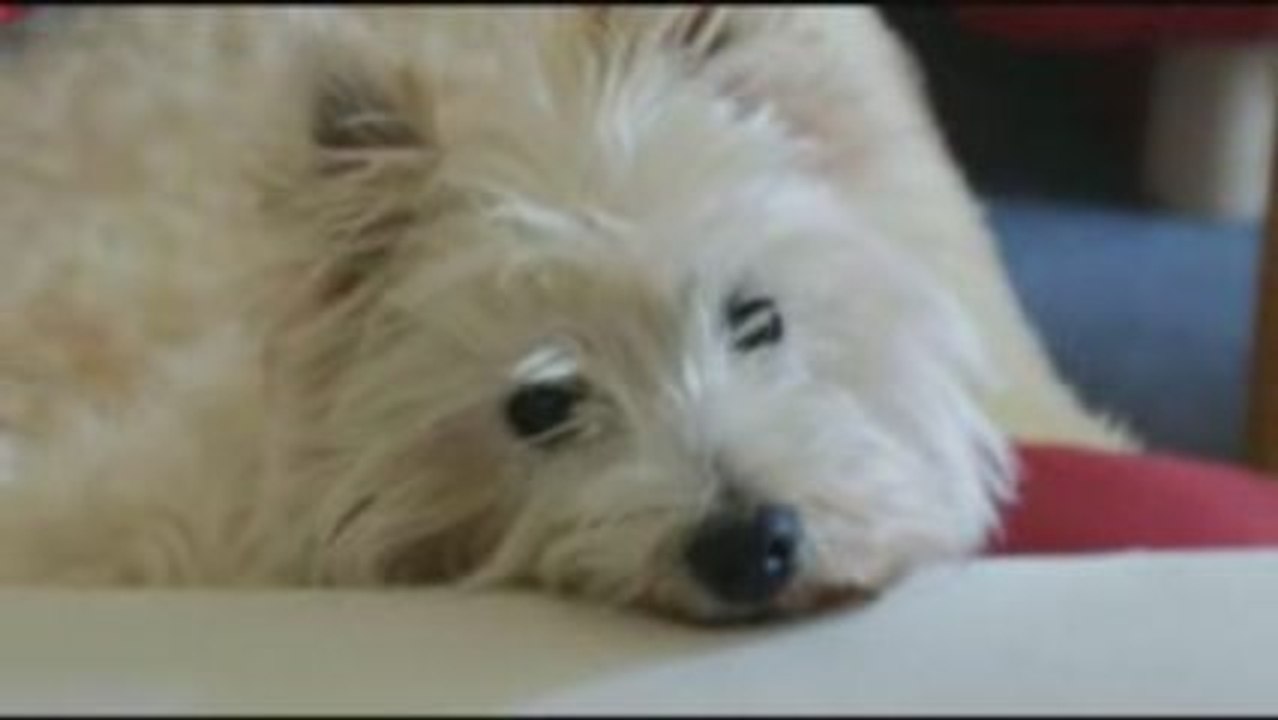Sweet Dogs