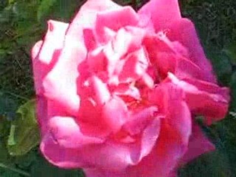 Les Moutiers en Retz : roses