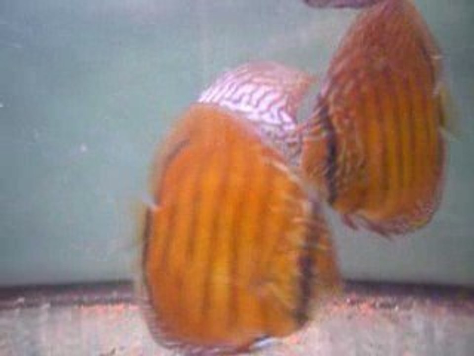 Discus phong 8 mois et demi