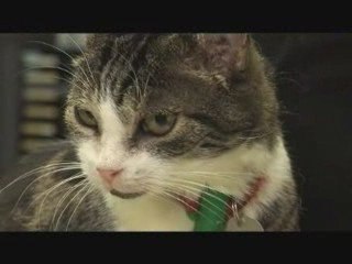 Mon animal j’en prends soin !