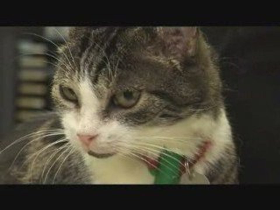 Mon animal j’en prends soin !