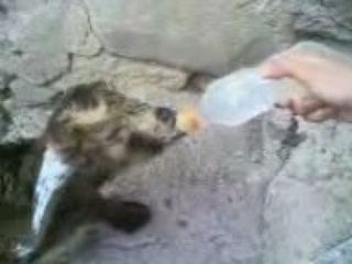 Hocaoğlu Köyü Nden Şirin Bir Görüntü