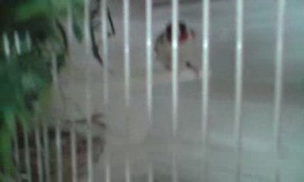 JILGUEROS MAYOR MUTADOS -CHARDONNERETS PLUS GRAND MUTÉS