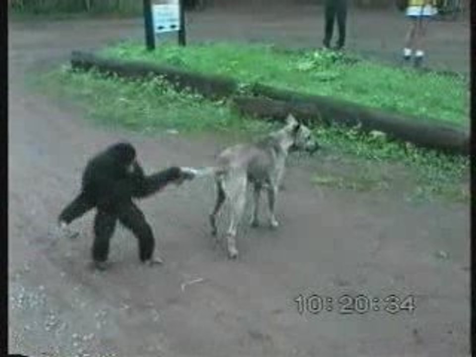 Singe qui tire la queue