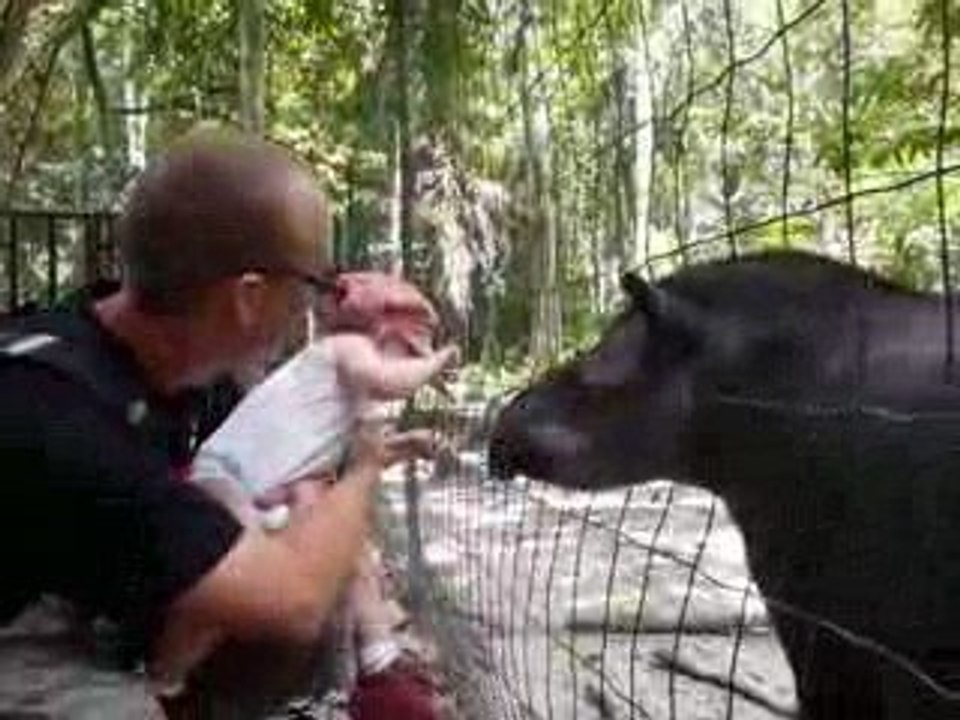Les tapirs