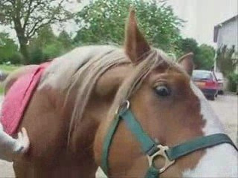 Mai18 2009 mustang selle tapis 1ere fois