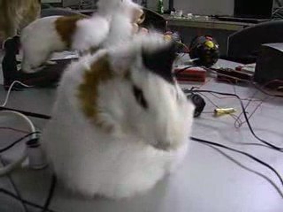 Jardin d'Eden - ALPHONSINE