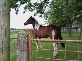 Indiana pas contente mustang travail