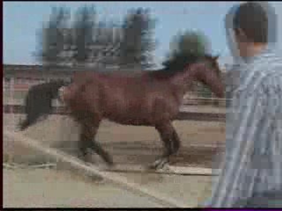 Sprint du Rouet modèle juillet 2008 au paddock