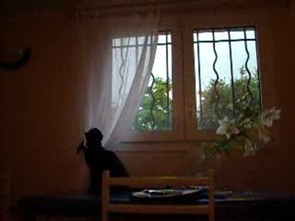 chat taré!
