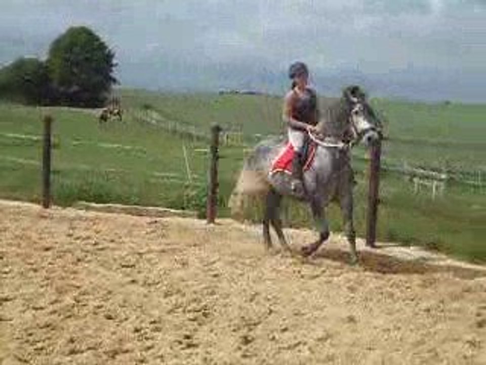 galop en licol étho