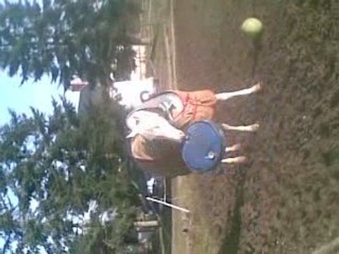 kf royally impressed étalon paint horse creme overo