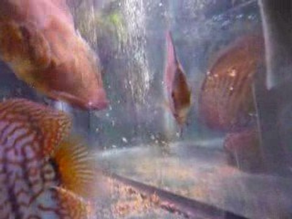 Discus phong