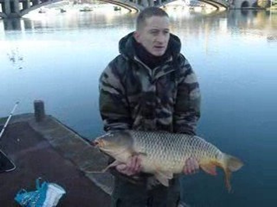 carpe au feeder