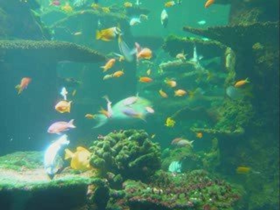 Nausicaa - le diaporama