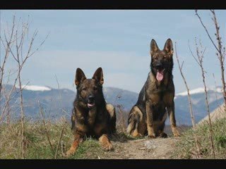 Chiots cité des loups gris_0001