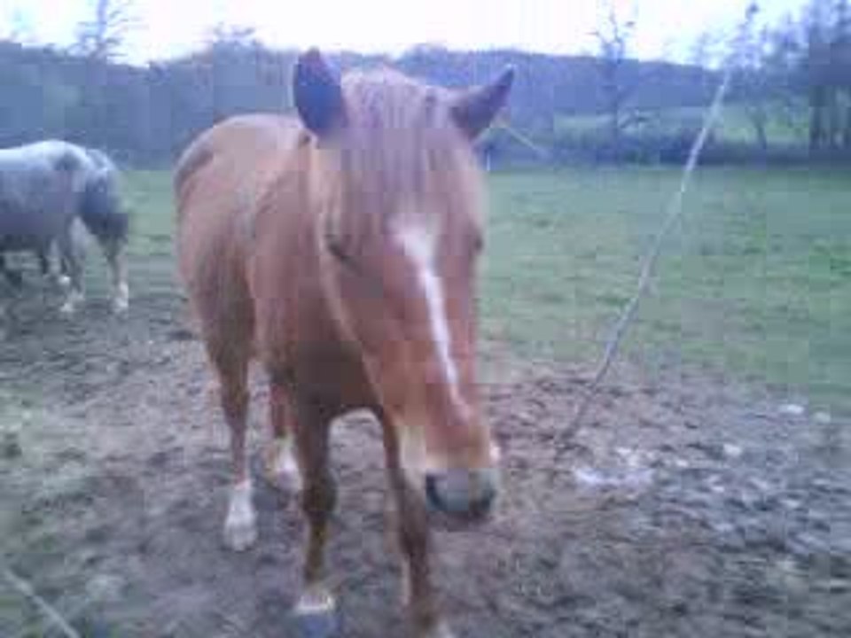 Mes piti poneys !!!!!! <3