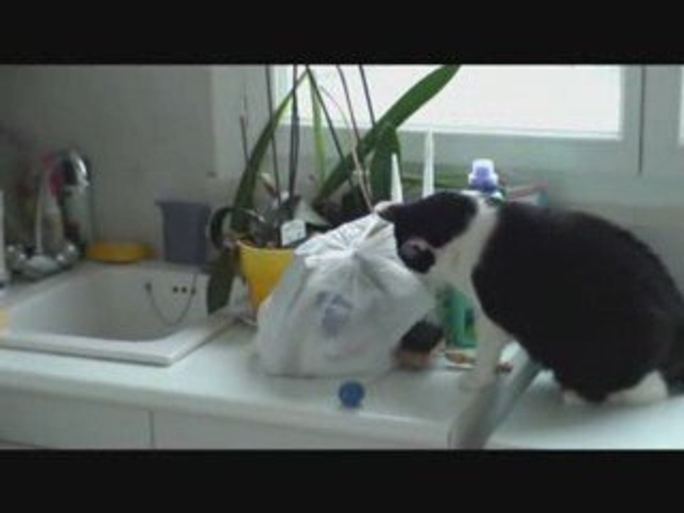 La diète du chat