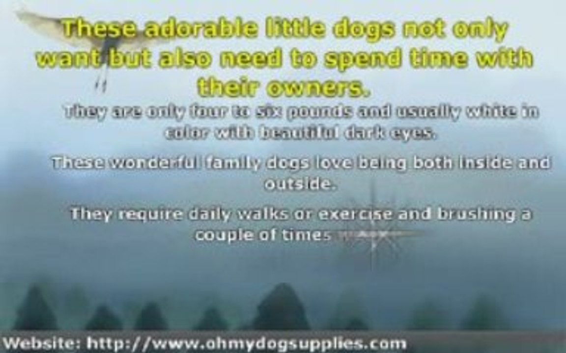 Small Dog Breeds Suitable for Small Homes