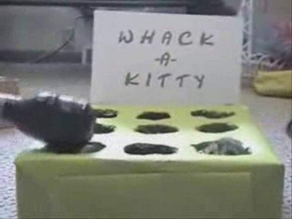 Le jeu chasse-taupes avec des chatons