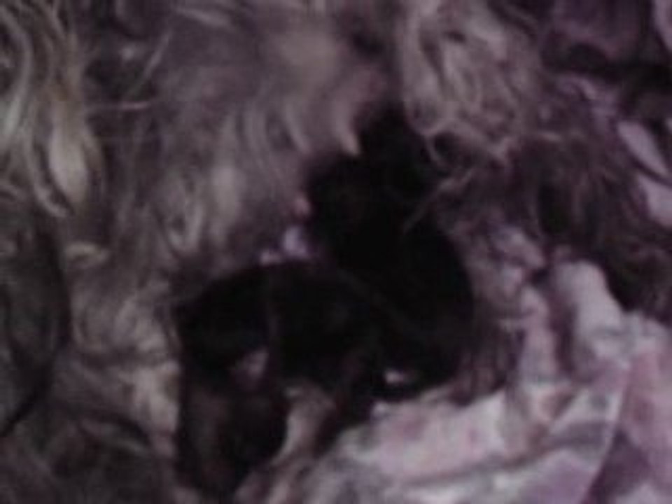 naissance chiot
