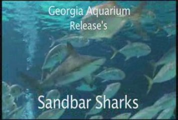 Georgia Aquarium Adds NEW Sandbar Sharks!
